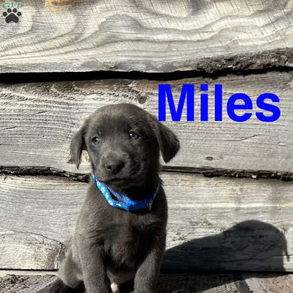 Miles, Charcoal Labrador Retriever Puppy